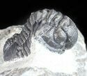 Bargain, Gerastos Trilobite Fossil - Morocco #57637-1